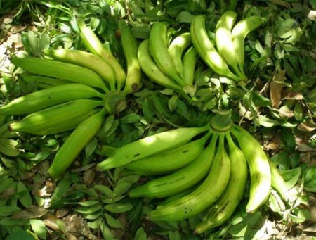 Chuối tá quạ - Công Ty TNHH Fresh Banana